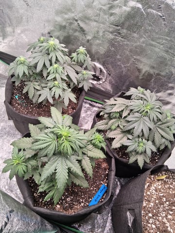 Lemon Cherry Cookies, Purple Haze and Strawberry Gorilla Grows — vegetative, day 57