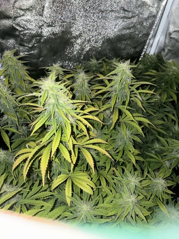 Cookies Haze — vegetative, day 121