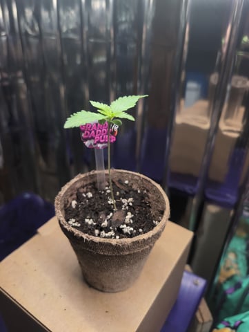 B E A utiful  — seedling_rooting, day 10