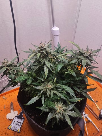 Mango Runtz — flower, day 81