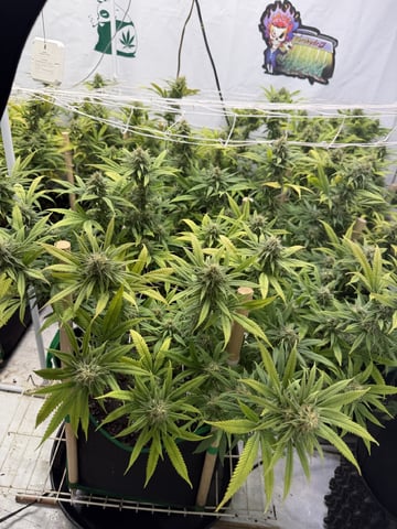 Indoor Grow  — flower, day 181