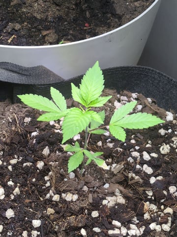 Audrey III — vegetative, day 43
