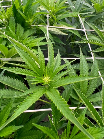 Permanent Marker, Gary Payton — flower, day 12