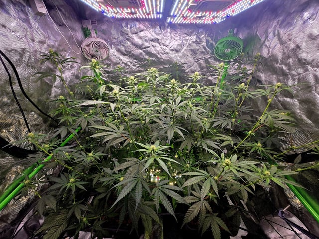 Funk Mountain 2 — flower, day 33