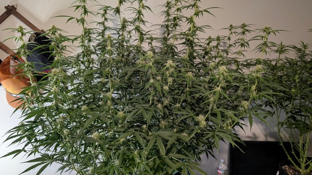 Strawberry Cheesecake Seedsman Seeds Autoflowers x2 — flower, day 56