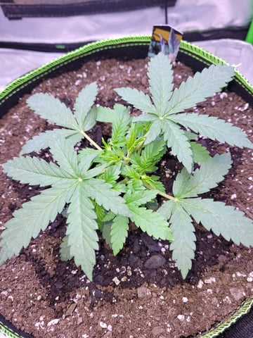 auto  — vegetative, day 22