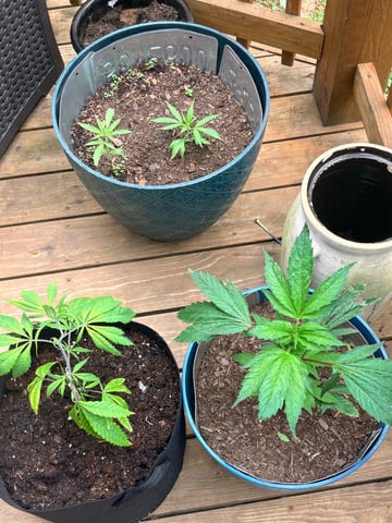 mixing it up — vegetative, day 38
