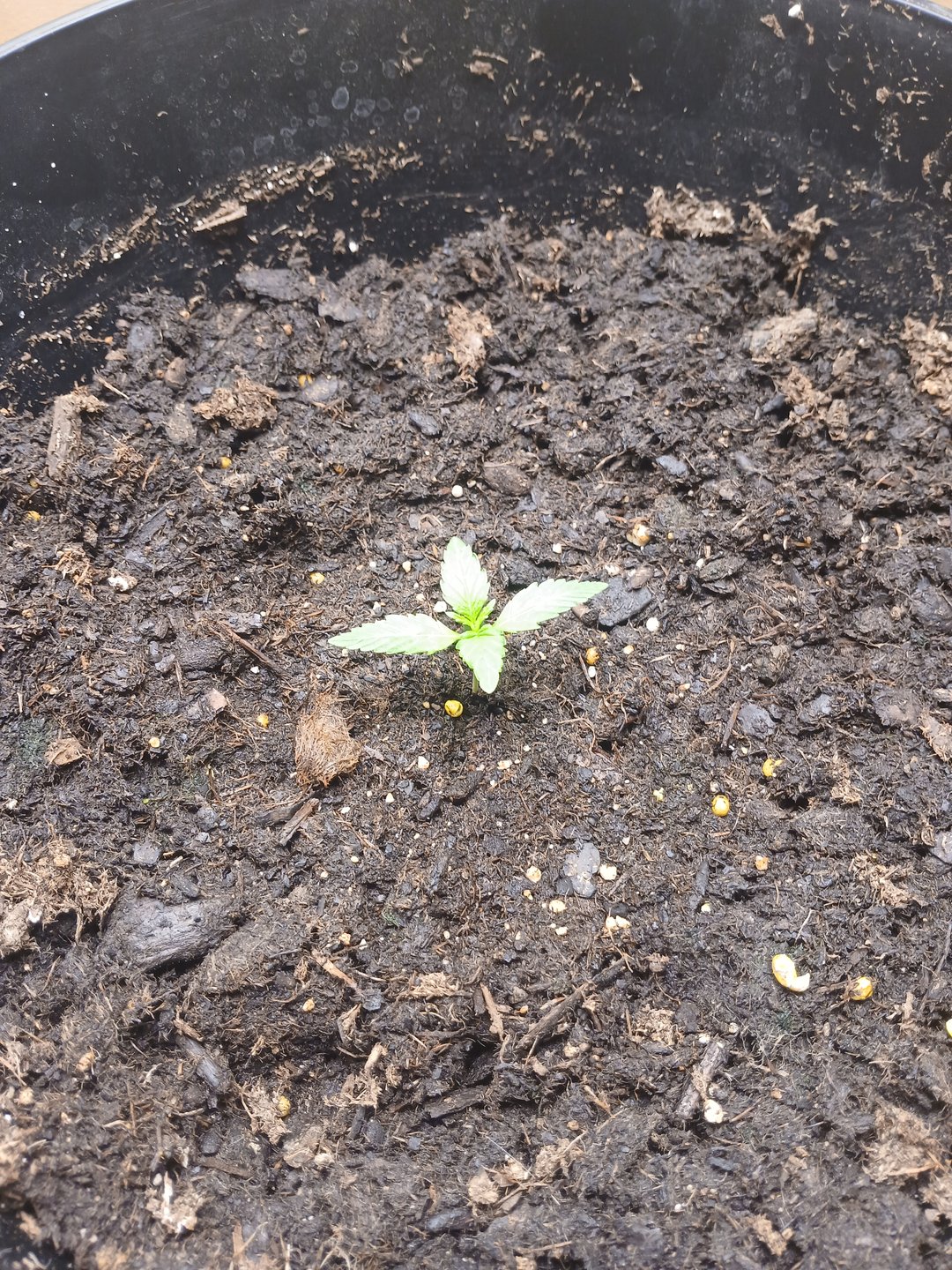 strawberry safari v2 auto fem