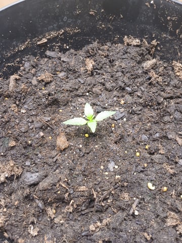 strawberry safari v2 auto fem — seedling_rooting, day 1