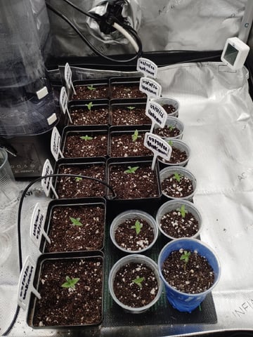 Unknown Seeds — seedling_rooting, day 5