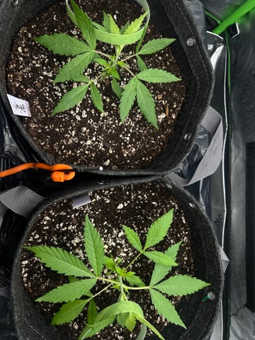 Ztrawberriez (Auto) 2026 - 1 — vegetative, day 23