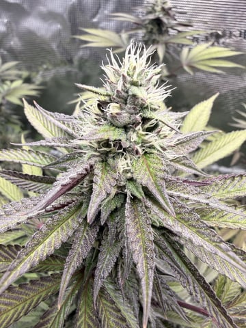 Oreo_BMG#2 — flower, day 8