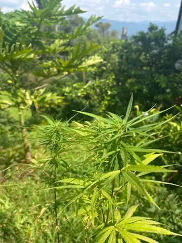 Flora — grow_setup, day 2