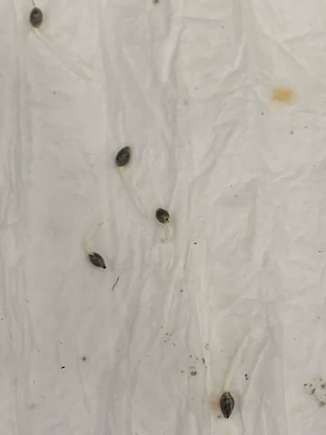 Papaya Frosting  — germination, day 4