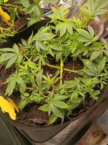 Purple Plum Perfect 💜 & 2 Grape Runtz 🍇 Mainlining garden.  — vegetative, day 140