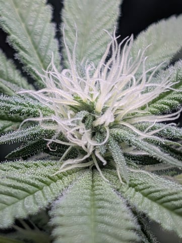 B E A utiful  — flower, day 77
