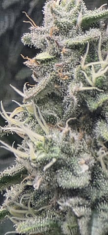 Maple Nectar  — flower, day 82