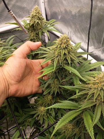 FastBuds Photo-Lemon Mandarin  — flower, day 126