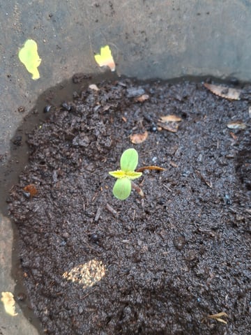 area 51 — seedling_rooting, day 1