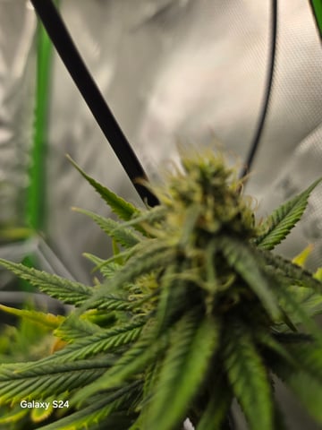 First Time — flower, day 67