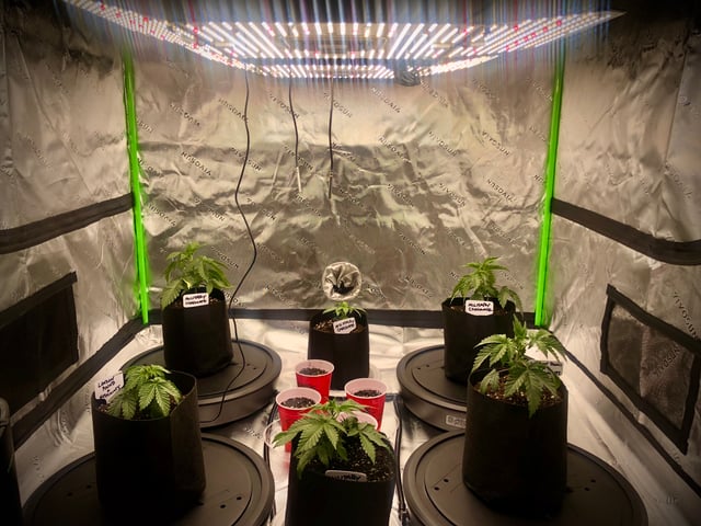 My First Home Grow  — vegetative, day 26