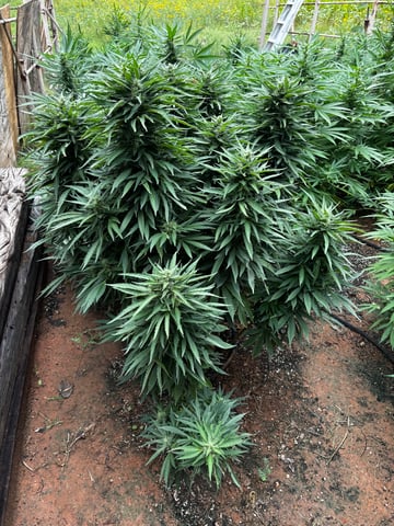 Outdoor Grow — flower, day 156