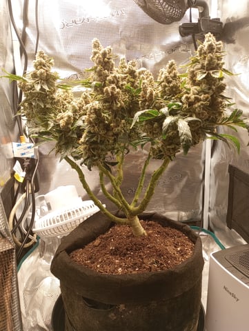 Wizard Punch first grow  — flower, day 119
