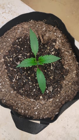 Ten G's — seedling_rooting, day 1