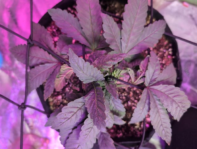 2025-26 — vegetative, day 20