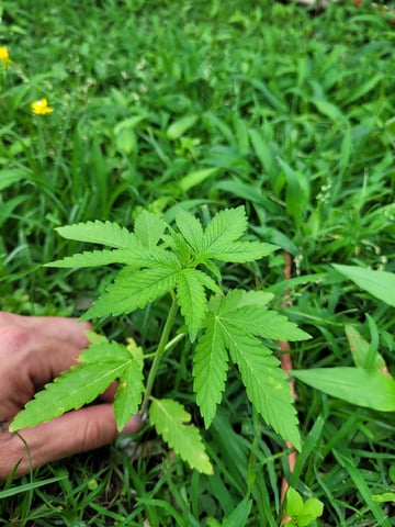 1st Gas — vegetative, day 2