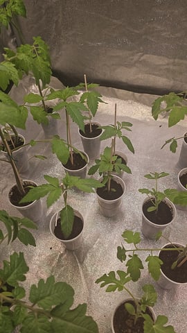 Cookies Usa — seedling_rooting, day 10