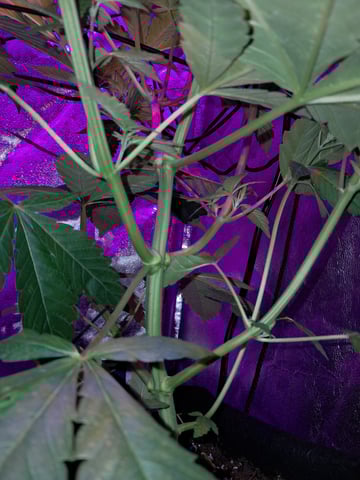 II — flower, day 33