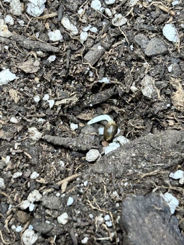 Season 2 — germination, day 2