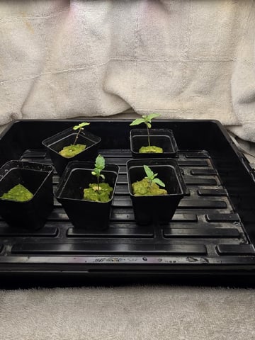 Dr. Sleep — seedling_rooting, day 23