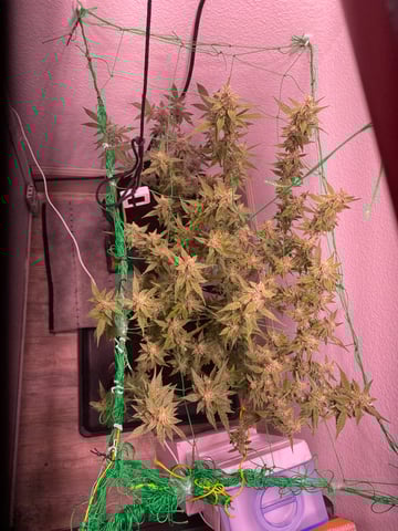 pineapple Express  — flower, day 31