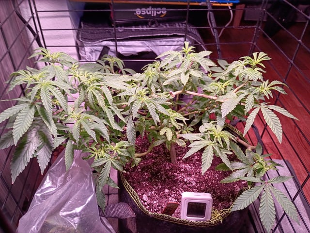 FKAFL — vegetative, day 51