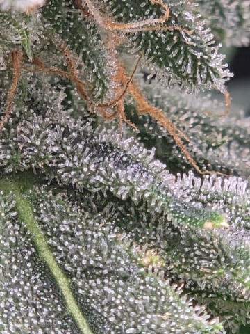 Special Queen 1 Fem+ Watermelon Auto — flower, day 66