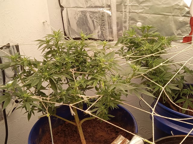 closet grow for veg with a.c infinity air intake fan .With no carbon filter just suction,and spider farmer sf 7000.Then a spider farmer sf tent 4×4×6.5with a G1500 l.e.d from spiderfarmer and spider farmer 6inch clip oscalating fan. — flower, day 36