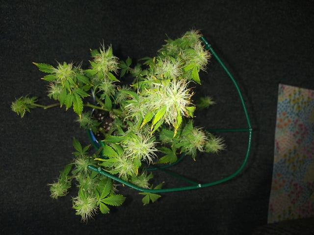 First Grow — auto, day 106