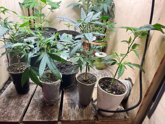 Cherry Pie clones (2nd run) — vegetative, day 60