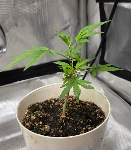 New Project  — grow_setup, day 2