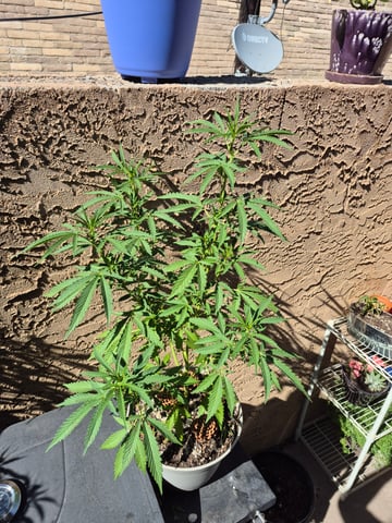 new strain — vegetative, day 21