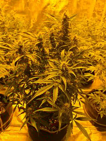 2nd Autoflower Indoor Grow — flower, day 57