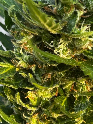 GNOMO Auto  — flower, day 4