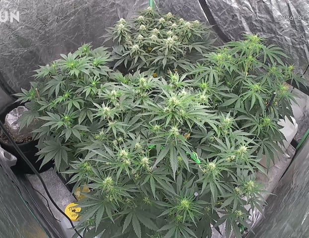 Perpetual Autoflower Mixed Grow #3 — vegetative, day 41