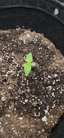 FastBuds Trainwreck Auto — seedling_rooting, day 10