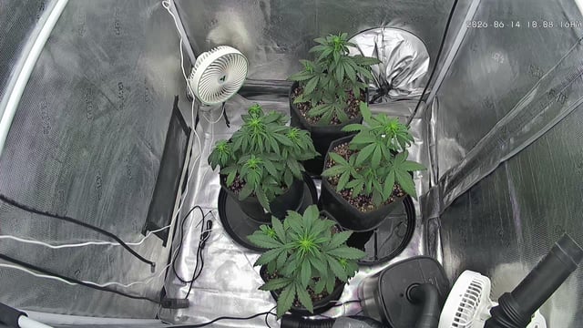 FastBuds-Auto Mix Pack-Quad Mystery