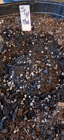 Let's just leave these right here! — germination, day 6