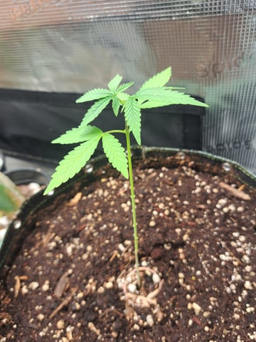 Bucket List Grow #2 — vegetative, day 78