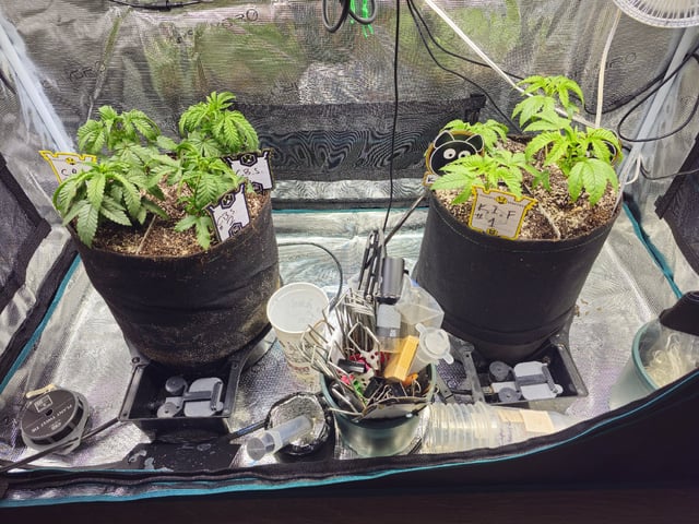 Crushberry Sugar — vegetative, day 26